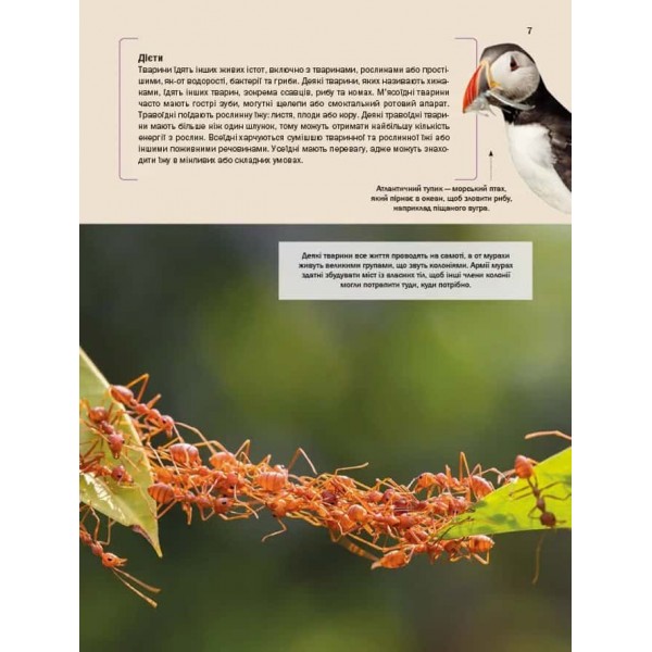 Велика книга тварин