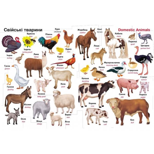 Перший словник малюка. 500 слів