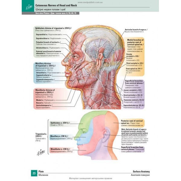 Атлас анатомії людини за Неттером. Класичний ділянковий підхід. 8-е видання (двомовне видання)