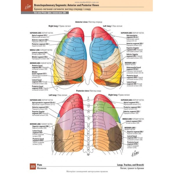 Атлас анатомії людини за Неттером. Класичний ділянковий підхід. 8-е видання (двомовне видання)