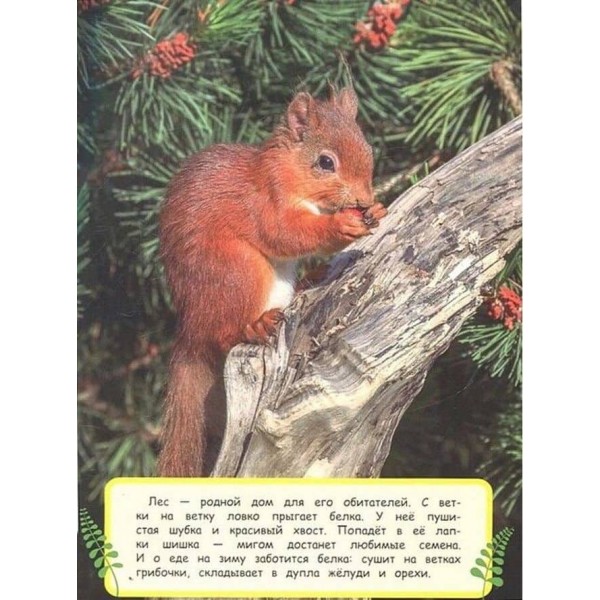 В лесу. Найкраща енциклопедія в малюнках для малюків