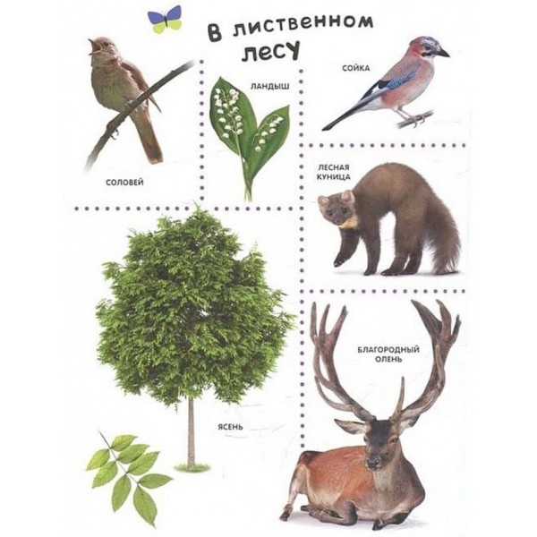 В лесу. Найкраща енциклопедія в малюнках для малюків