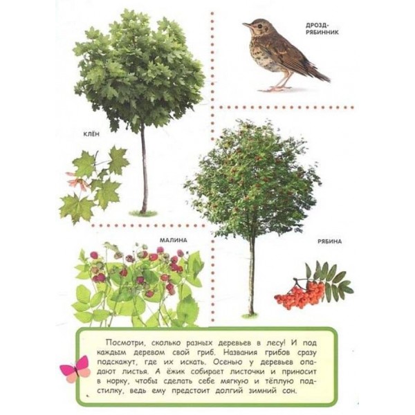 В лесу. Найкраща енциклопедія в малюнках для малюків