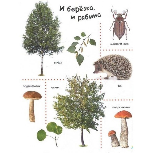 В лесу. Найкраща енциклопедія в малюнках для малюків
