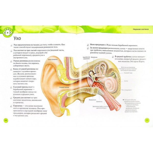 Тіло людини. Енциклопедія