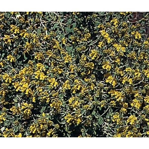 Правильний сад