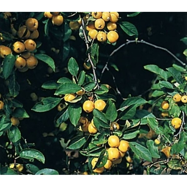 Правильний сад