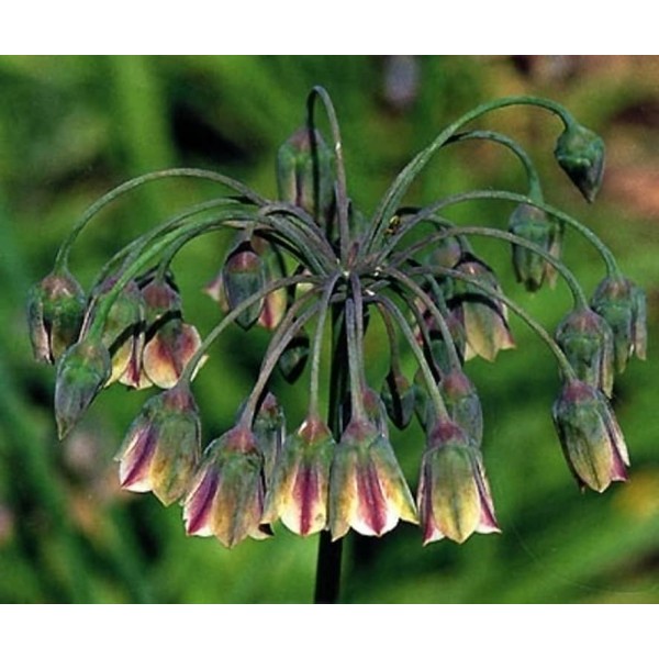 Правильний сад