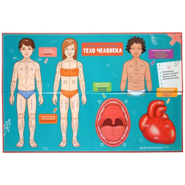 Тіло людини. Дитяча енциклопедія (нове оформлення, в коробці)