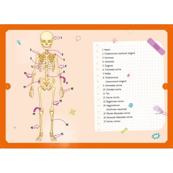Тіло людини. Дитяча енциклопедія (нове оформлення, в коробці)