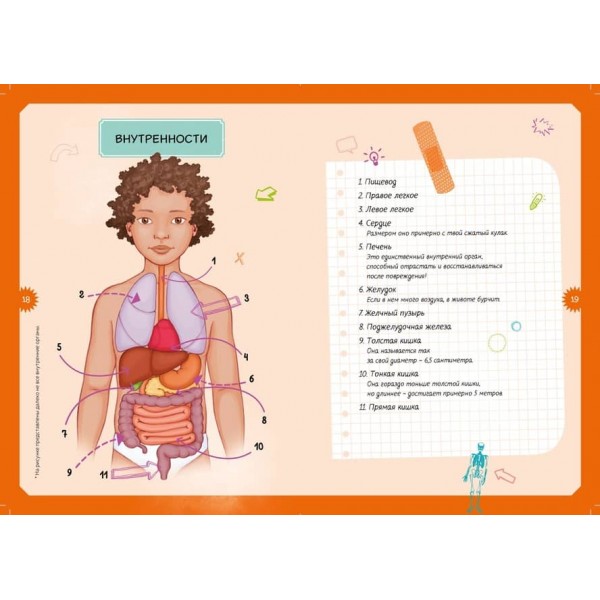 Тіло людини. Дитяча енциклопедія (нове оформлення, в коробці)