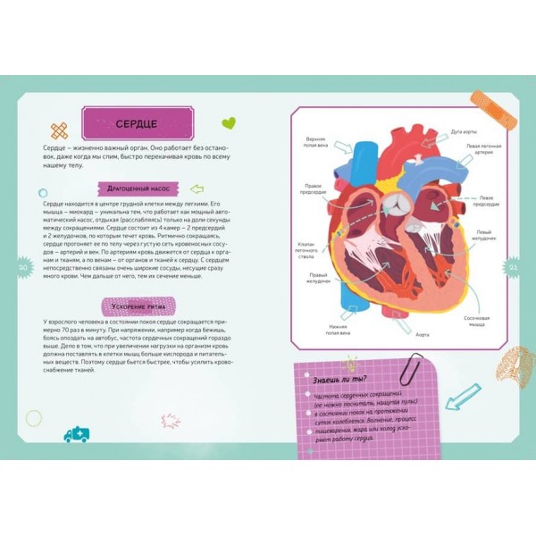 Тіло людини. Дитяча енциклопедія (нове оформлення, в коробці)