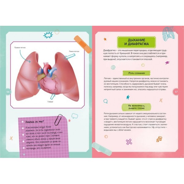 Тіло людини. Дитяча енциклопедія (нове оформлення, в коробці)