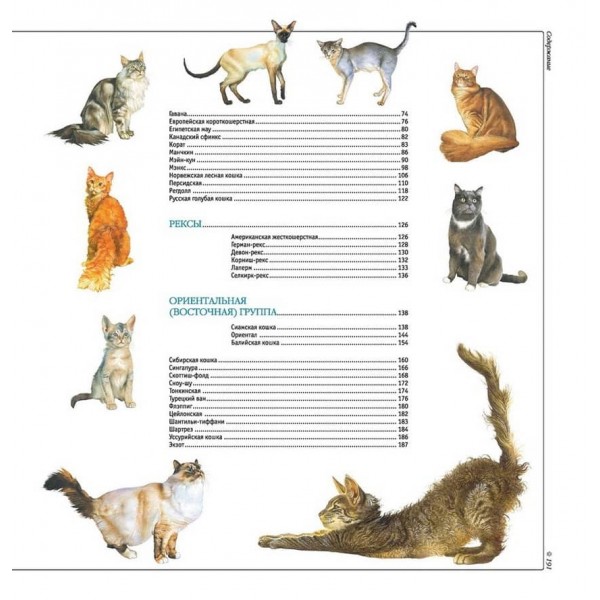 Кішки. Усі породи