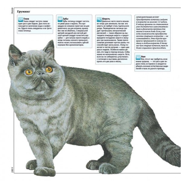 Кішки. Усі породи