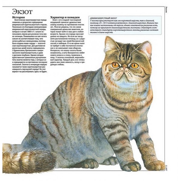 Кішки. Усі породи