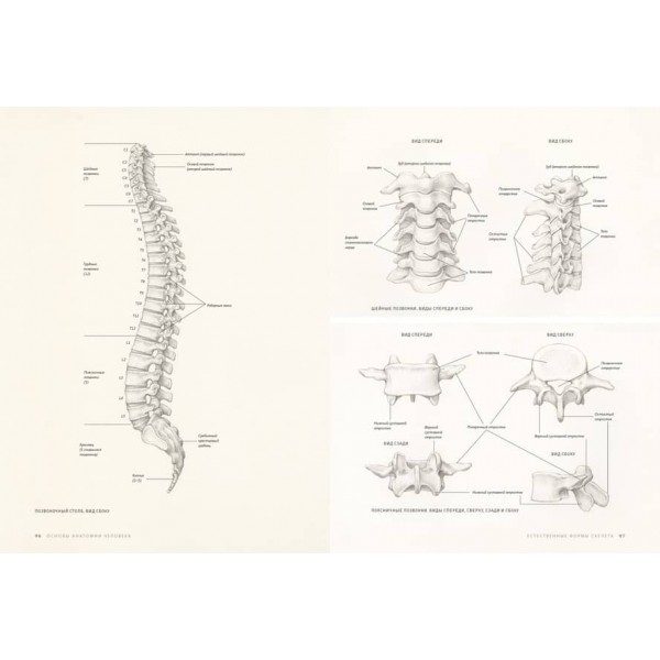Основи анатомії людини. Наочне керівництво для художників