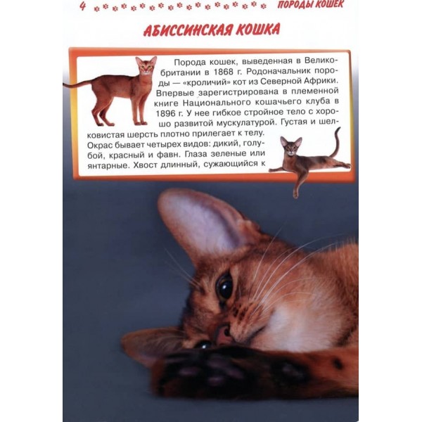 Велика енциклопедія. Кішки та кошенята від А до Я (російською мовою)