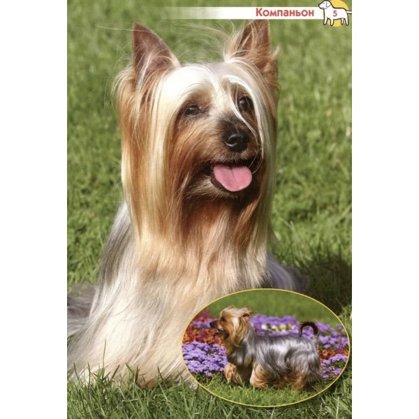 Велика енциклопедія. Собаки і цуценята (російською мовою)