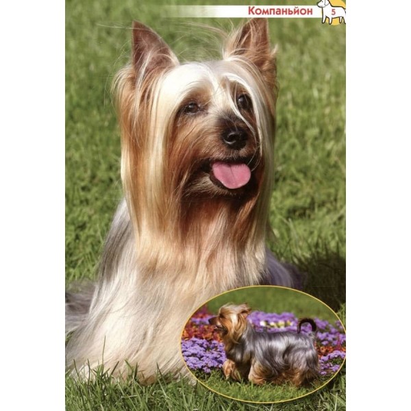 Велика енциклопедія. Собаки та цуценята від А до Я (українською мовою)