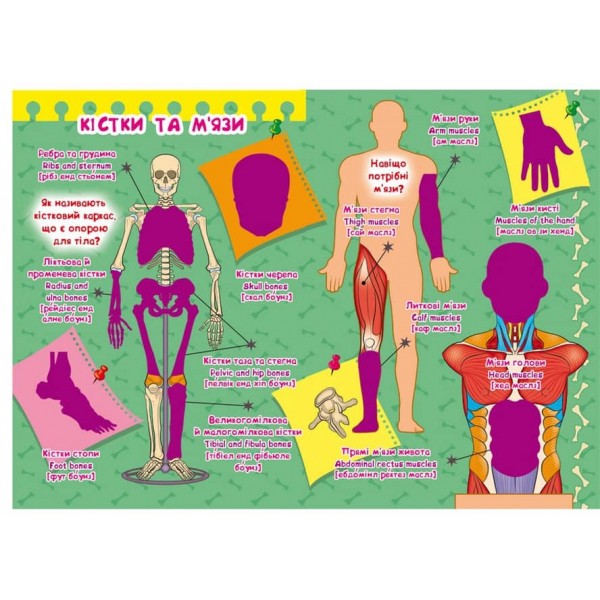 Велика книжка. Розвивальні наліпки. Розумнi завдання. Тіло людини (українською мовою)