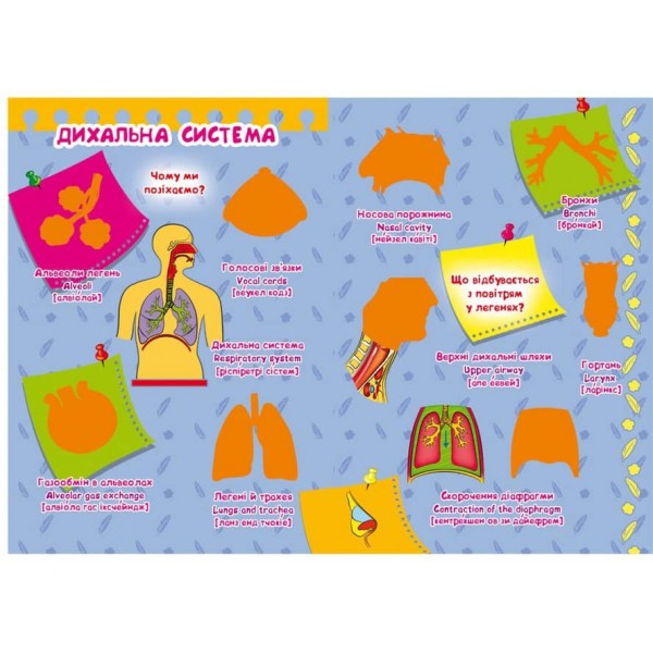 Велика книжка. Розвивальні наліпки. Розумнi завдання. Тіло людини (українською мовою)