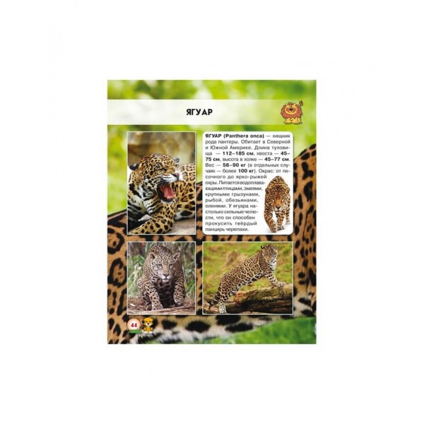 Світ навколо нас. Великі кішки (російською мовою)