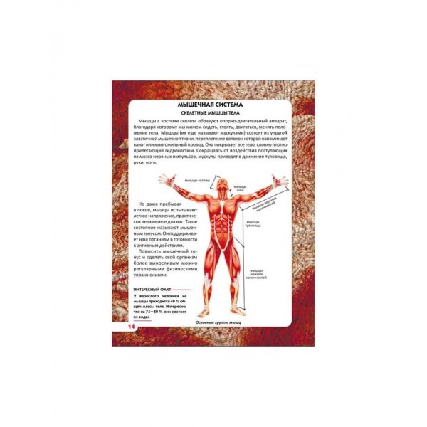 Світ навколо нас. Тіло людини (російською мовою)