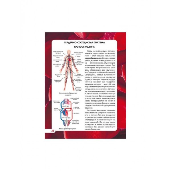 Світ навколо нас. Тіло людини (російською мовою)
