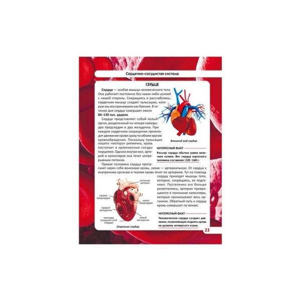 Світ навколо нас. Тіло людини (російською мовою)