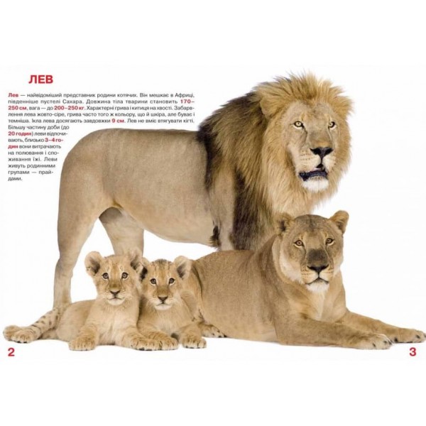 Велика книжка. Дикі кішки (українською мовою)