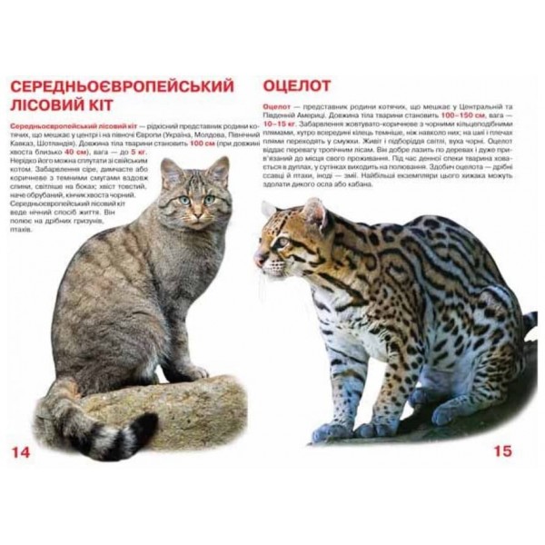Велика книжка. Дикі кішки (українською мовою)