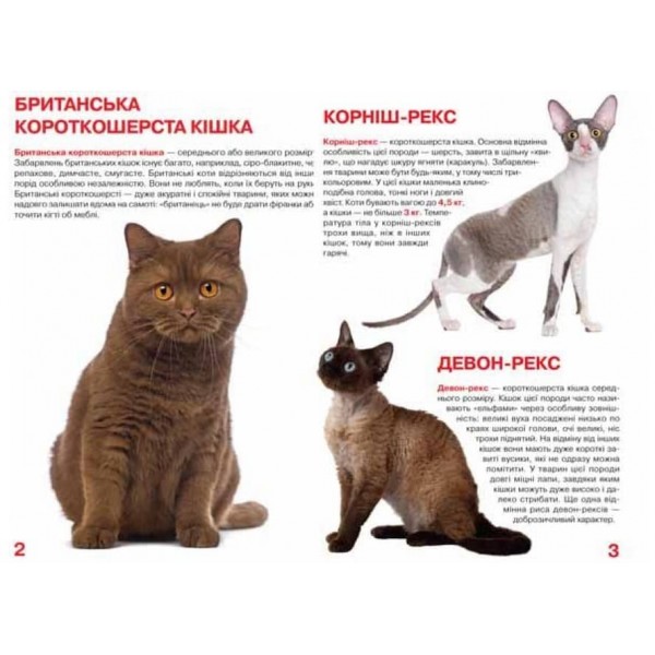 Велика книжка. Кішки (українською мовою)