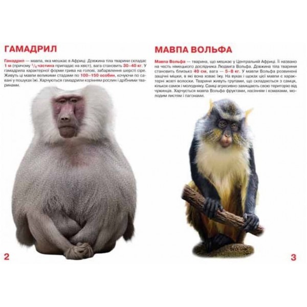Велика книжка. Мавпи  (українською мовою)