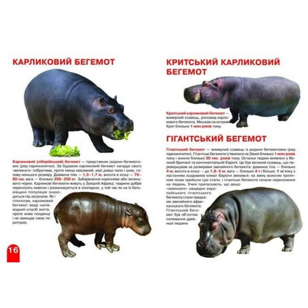 Велика книжка. Слони, носороги, бегемоти (українською мовою)