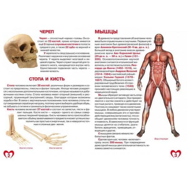 Велика книга. Анатомія людини (російською мовою)