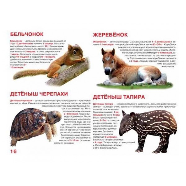 Велика книга. Дитинчата тварин (російською мовою)