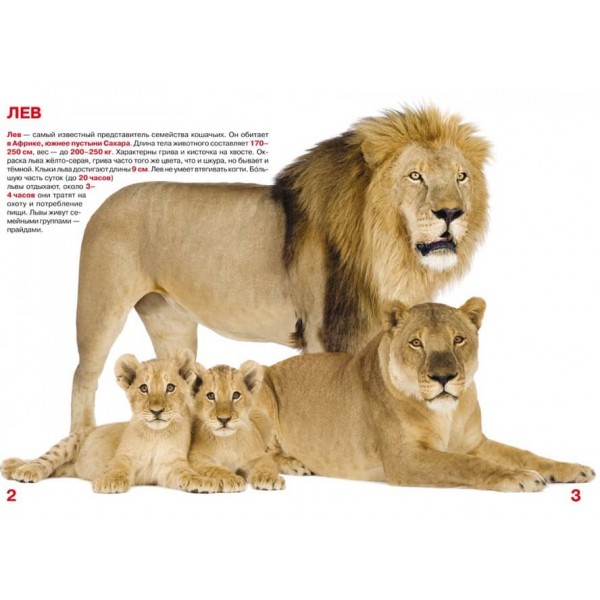 Велика книга. Дикі кішки (російською мовою)