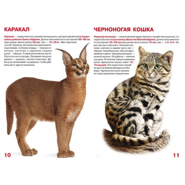 Велика книга. Дикі кішки (російською мовою)