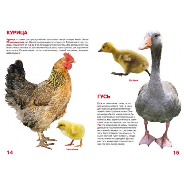 Велика книга. Домашні тварини (російською мовою)