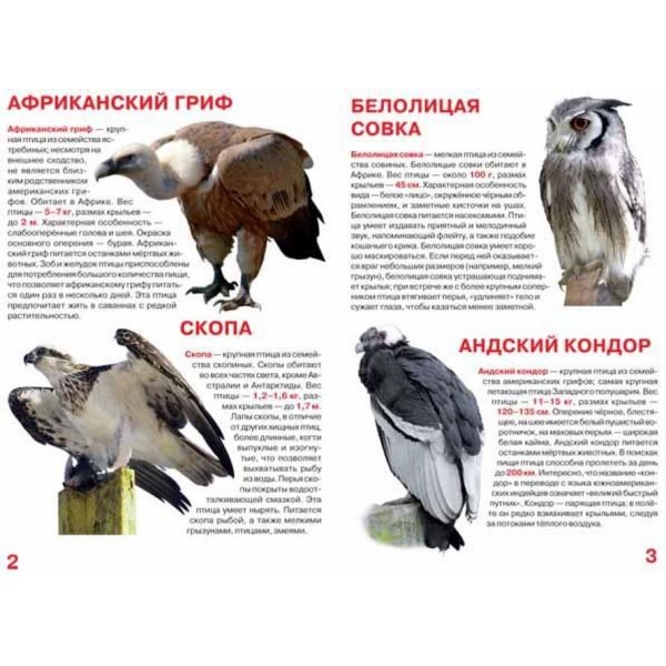 Велика книга. Хижі птахи (російською мовою)