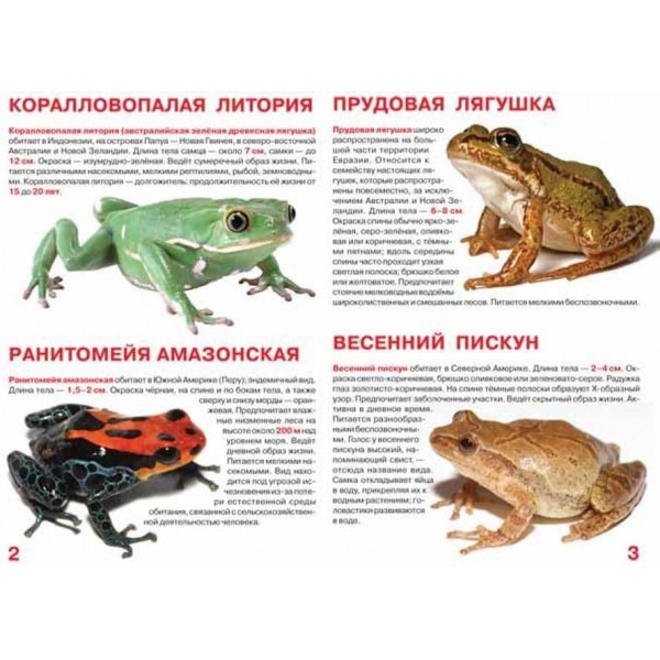 Велика книга. Жаби (російською мовою)