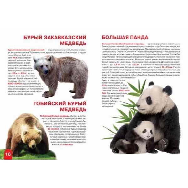 Велика книга. Ведмеді (російською мовою)