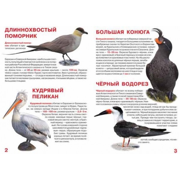 Велика книга. Морські птахи (російською мовою)