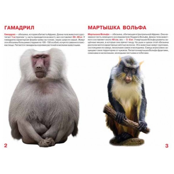 Велика книга. Мавпи (код 0334-4) (російською мовою)