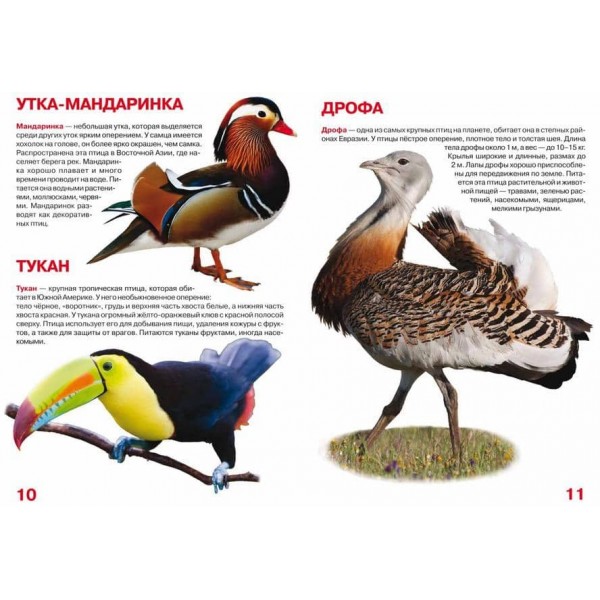 Велика книга. Птахи (російською мовою)