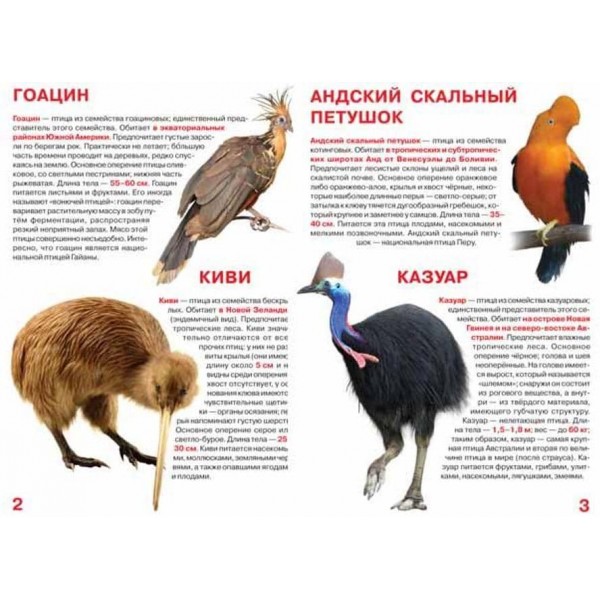 Велика книга. Рідкісні птахи (російською мовою)