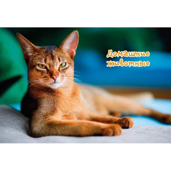 Моя улюблена книга про тварин