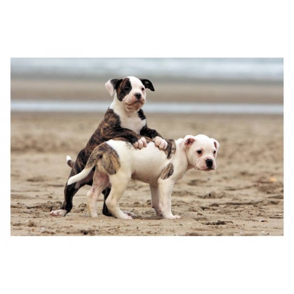 Моя улюблена книга про тварин