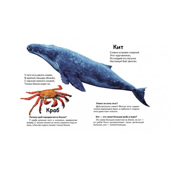 Хто це? Морські тварини. Запитання та відповіді (російською мовою)